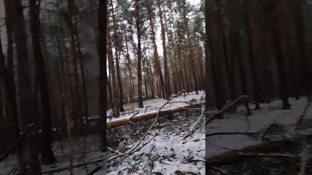 Ноябрь 2022. Лес. Лес в черте города. Прогулка по лесу. смотреть онлайн