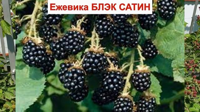 ЕЖЕВИКА БЛЭК САТИН - сорт БЕЗ ШИПОВ. МОРОЗОСТОЙКИЙ. СРЕДНЯЯ ягода ОПИСАНИЕ СОРТА, без колючек ОТЗЫВ смотреть онлайн