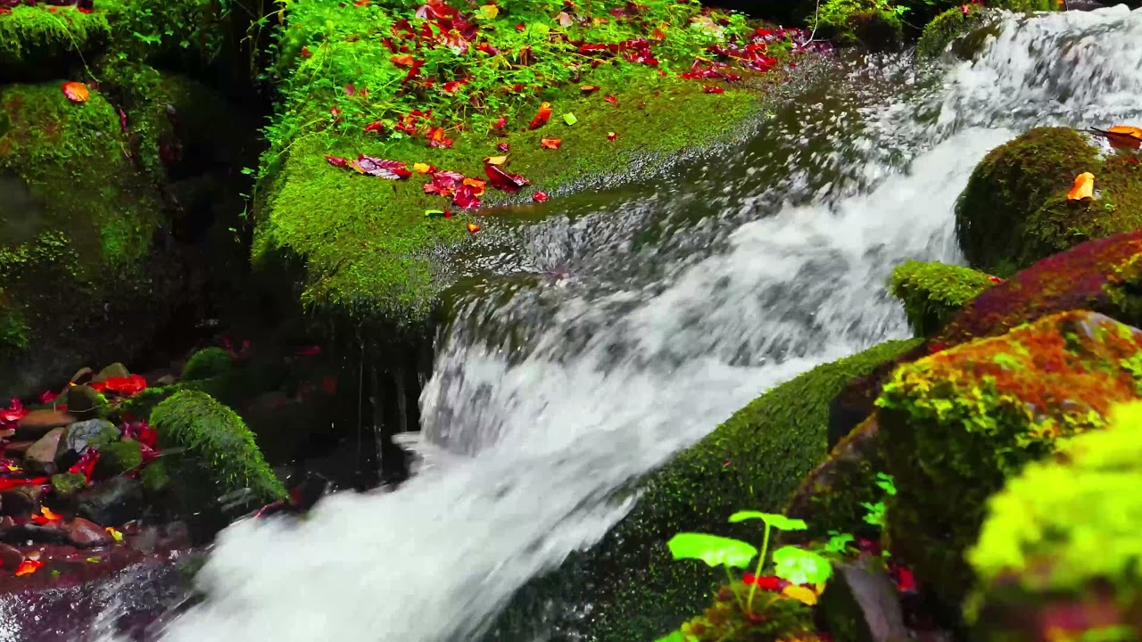 Расслабляющий Зеленый Лесной Ручей. Успокаивающие звуки природы.(15 минут). Белый шум смотреть онлайн