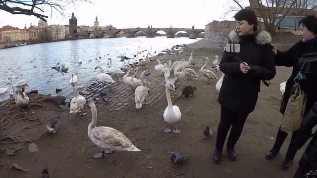 Огромные крысы в Праге. Или это нутрия? смотреть онлайн