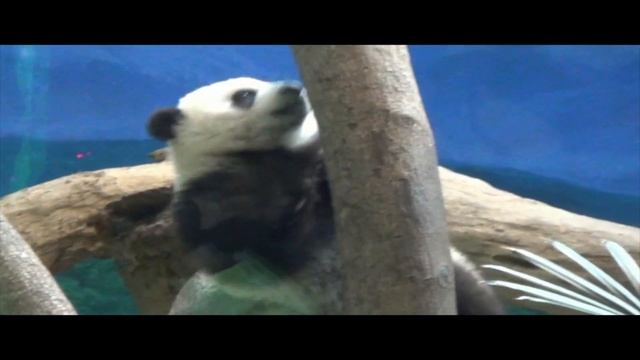Панда Юань-цзай дебютировала в Тайбэйском зоопарке смотреть онлайн