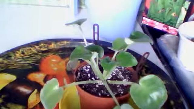 09 04 2019 ФиалкаТайный Знак . Комнатные цветы. Комнатные растения. смотреть онлайн