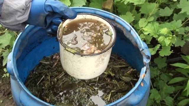 Важная первая подкормка помидор после высадки!!! смотреть онлайн