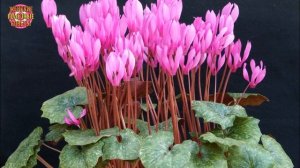 Красивый цикламен европейский на вашем окне вырастить просто, зная его особенности!