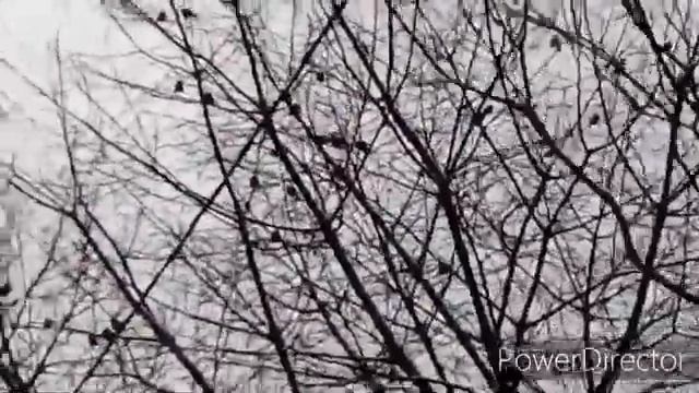 НЕ СНЯТСЯ сны!Предвидеть ей дано! Что происходит за окном?Рыбный салат! смотреть онлайн