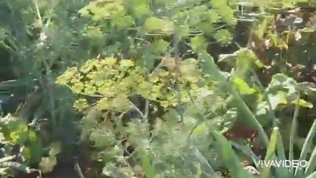 I harvest black currants. Собираю урожай черной смородины. смотреть онлайн