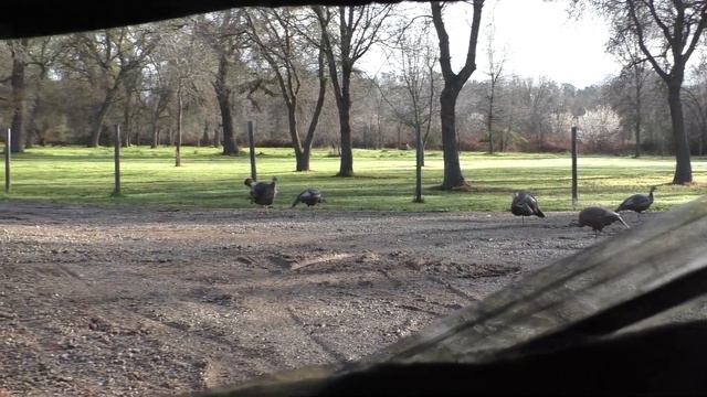 Chad Mendes Takes His Nephew On His First Hunt | [TURKEY SEASON!] смотреть онлайн