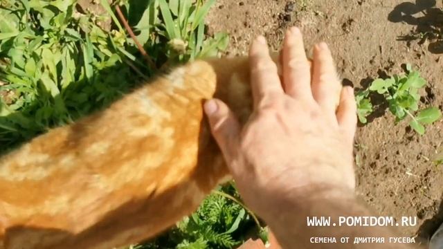 Крысы и Мыши пешком ходили пока мы не использовали это средство. Как избавиться от грызунов навсегд смотреть онлайн