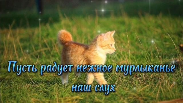 Всемирный день кошек! 8 августа! Поздравление! День кошек и котов смотреть онлайн