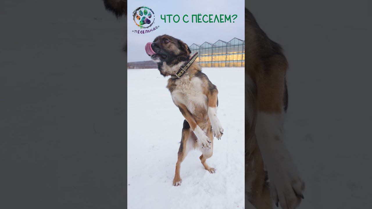Что с собакой???!!! смотреть онлайн