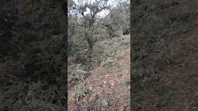 Очищаем оливковые деревья в Италии. смотреть онлайн