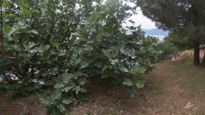 Прогулка по окрестностям Мармариса (Мугла) Турция Часть 3