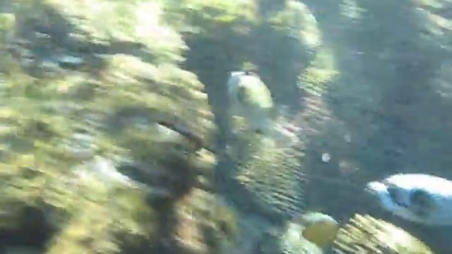 Стая рыб, похожих на енотов :) смотреть онлайн