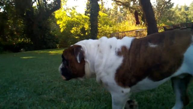 Big fat bulldog смотреть онлайн