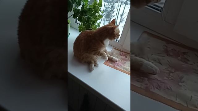 Кот смотрит в окно смотреть онлайн