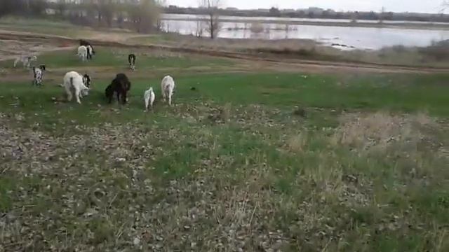 Что делать, если коза переходила 5 дней?? смотреть онлайн