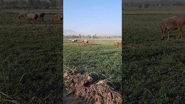 Гусфанди Хисори смотреть онлайн