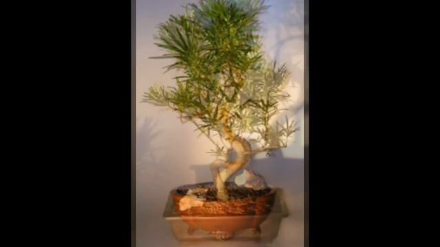 Specific Bonsai Care Guidelines For The Podocarpus