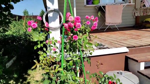 "Ли-Ли"-самая маленькая роза в мире! 1см цветок."ЛУИС ОДЬЕР?"-Продолжение расследования. смотреть онлайн