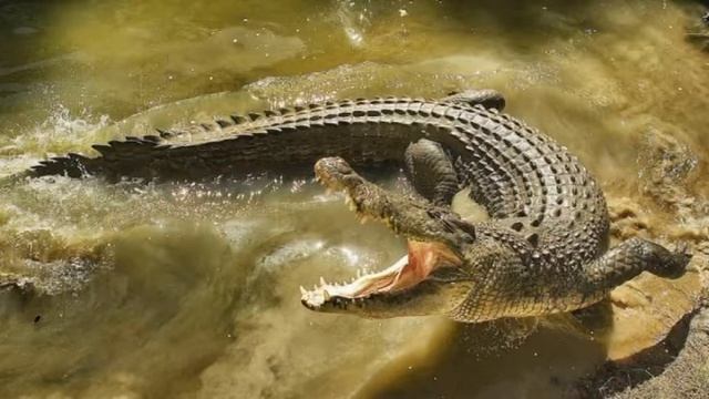 ТОП 10 Самых опасных морских существ смотреть онлайн