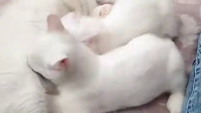 Котёнок манчкин с кошкой
