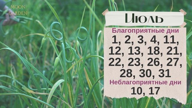 УБОРКА ЧЕСНОКА по лунному календарю 2023: ИЮНЬ, ИЮЛЬ и АВГУСТ! Сбор озимого и ярового чеснока! смотреть онлайн