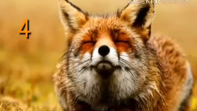 Топ животных смотреть онлайн