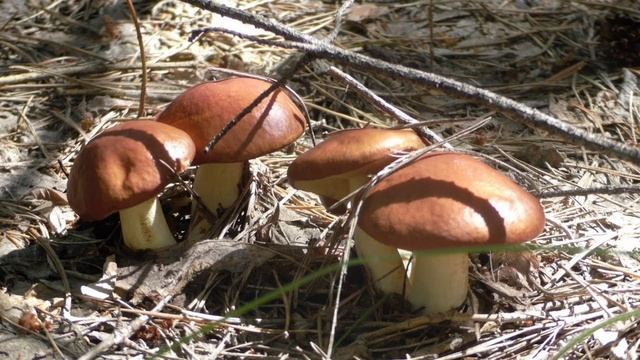 Лето для детей. Стихотворение "Лето" автор Евгения Трутнева смотреть онлайн