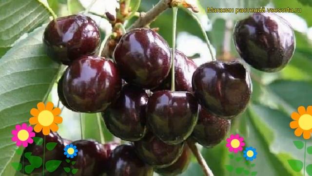 Вишня Память Еникеева. Краткий обзор, описание характеристик prunus cerasus Pamyat Enikeeva смотреть онлайн