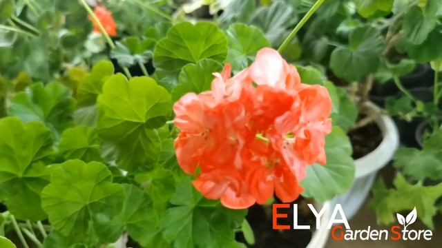 Пеларгония Ingrid Grycksbo смотреть онлайн