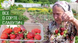 Клубника. Описание сорта Славутич. Айтжанова Светлана Дмитриевна о сортах земляники.