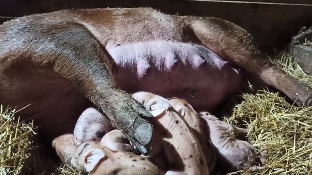 /Пополнение в хозяйстве/Окно в курятнике/Наша Бурёнка/ смотреть онлайн