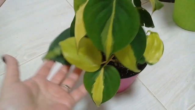 КОМНАТНЫЕ РАСТЕНИЯ. АГЛАОНЕМЫ, КАЛАТЕЯ И ДРУГИЕ ПОСЛЕ ПЕРСАДКИ. смотреть онлайн