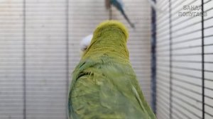 Учим попугая говорить "Птичка" ? Урок для попугая № 117