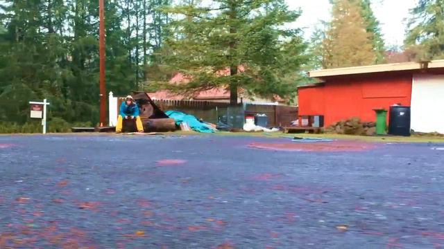 Morning Walk Rhododendron Oregon смотреть онлайн