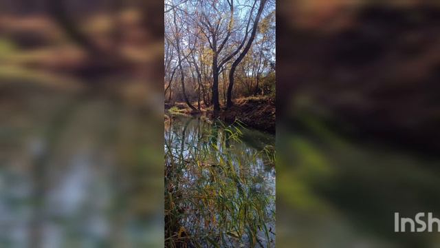 В золоте река 11.11.22 Черная речка