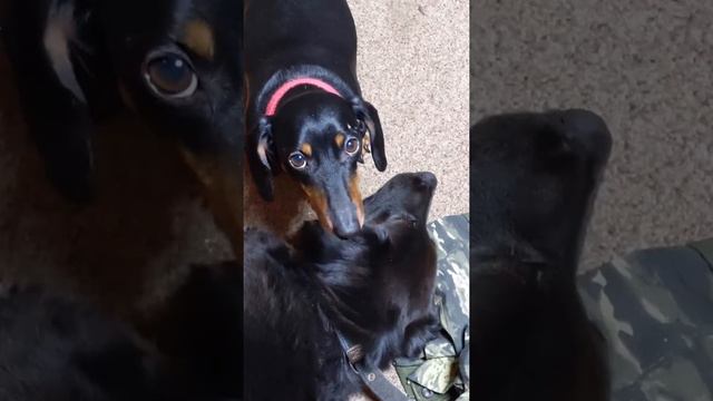 Дося и Тася 2 смотреть онлайн