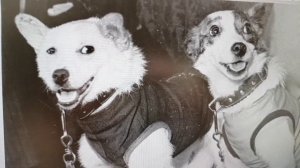 БЕЛКА и СТРЕЛКА. Первые СОБАКИ в КОСМОСЕ.Их полет.Научные открытия и исследования.День космонавтики