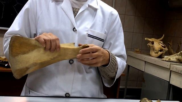 Лопатка,плечевая кость. смотреть онлайн