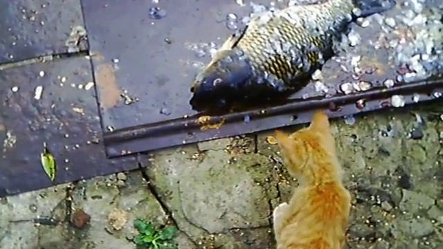 Кошачий поцелуй. смотреть онлайн