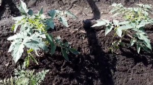 Обзор томатов Волчий клык