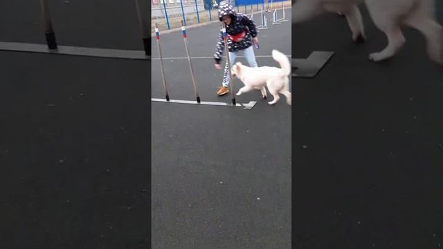 Щенок научился делать змейку. смотреть онлайн