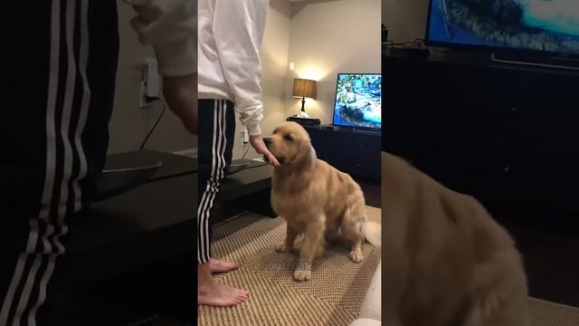 Golden Retriever Loves His Human Brothers смотреть онлайн