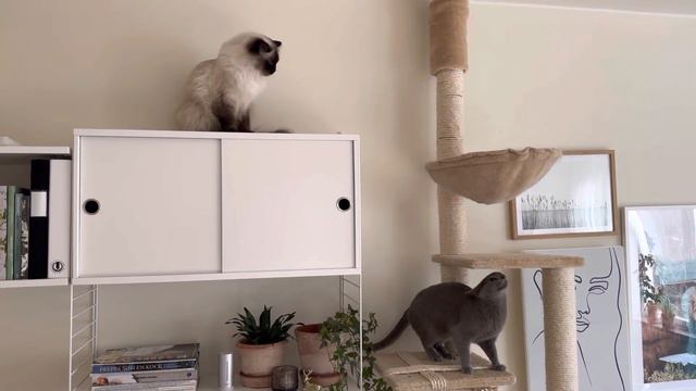 Russian Blue and Ragdoll cat trying to claim the highest spot in apartment смотреть онлайн