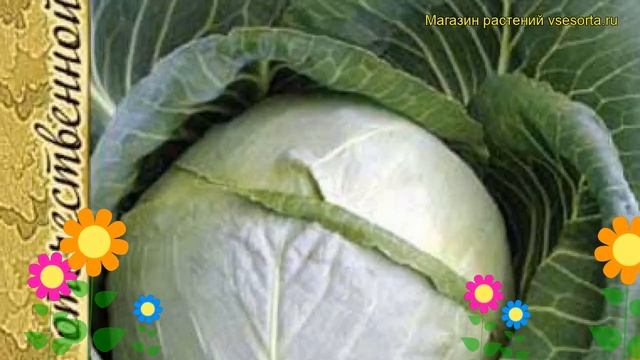 Капуста белокочанная Золотой гектар 1432. Краткий обзор, описание характеристик Zolotoy Gektar 1432