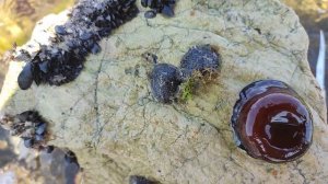 Обыкновенная патела или морское блюдечко