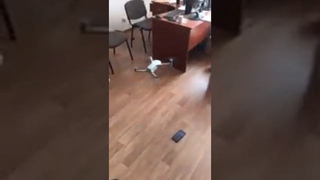 Как запустить квадрокоптер Teng KF102. Как подключить квадрокоптер к телефону смотреть онлайн