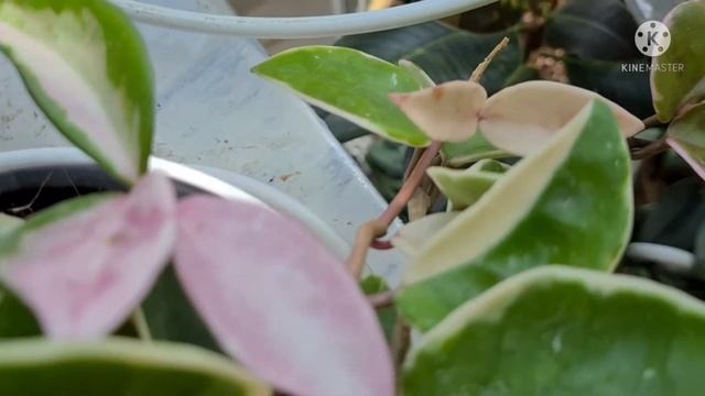 Hoya Carnosa Crimson Queen | Complete Care Tips смотреть онлайн