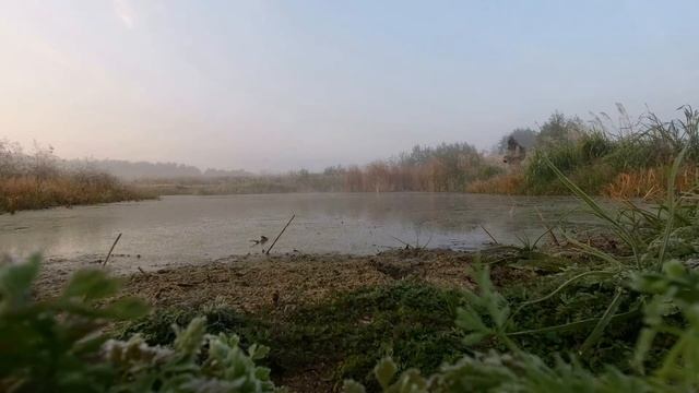 Фотоохота с Альбертом. Погоныш. Ранняя пташка. смотреть онлайн
