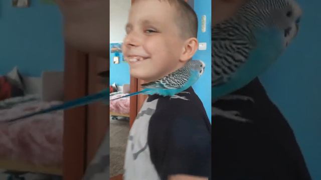 Умный попугай Кеша. Крестный отец с сыном. Выходные. смотреть онлайн
